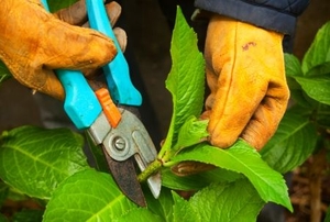 A gardener wearing gloves and pruning the hydrangea.