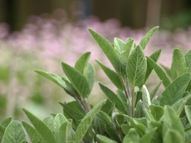 Sage Pruning Tips