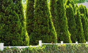 beautiful row of arborvitae trees growing in privacy hedge