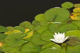 How to Divide and Transplant a Water Lily | DoItYourself.com