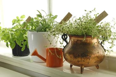 Best Indoor Herb Garden Uk - Indoor Herb Garden Planters