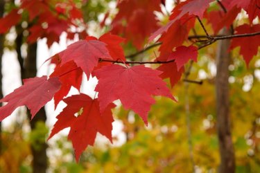 How Tall Do Red Maple Trees Grow - Red Sunset Maple vs. Autumn Blaze Maple: What’s the Difference?