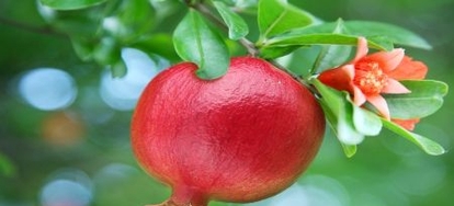 Train a Pomegranate Tree with an Espalier | DoItYourself.com