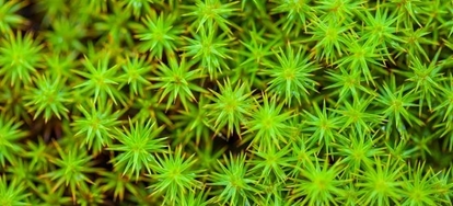download free sphagnum moss