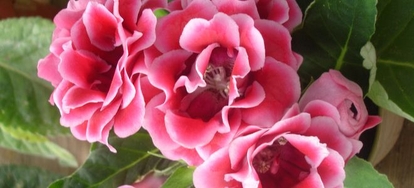 8 Indoor Plants with Beautiful Flowers | DoItYourself.com