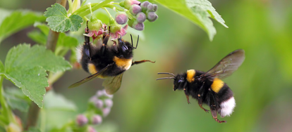 Bees in the Compost Bin | DoItYourself.com