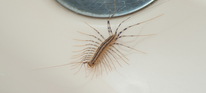 How To Get Rid Of Centipedes In Your Sink Doityourself Com