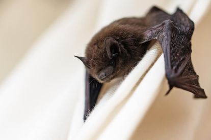 How To Find A Bat Hiding In Your House Doityourself A Bat Inside House