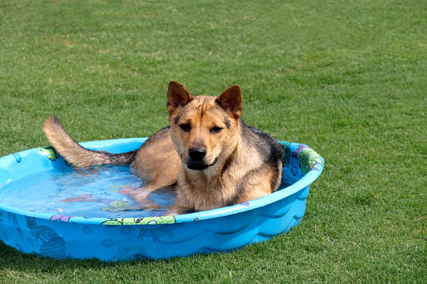 Most dogs love water. A kiddie pool or a small pond, just deep enough to cool of