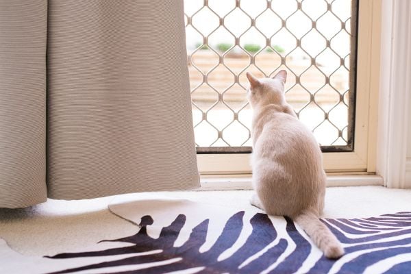 cat looking out a door