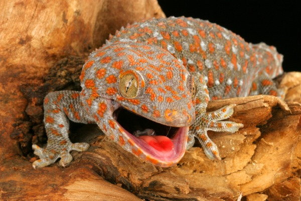 Telltale Signs Pests Leave Behind, gecko