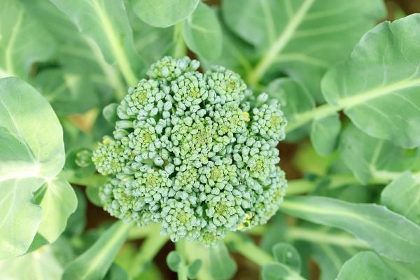 Broccoli is a great vegetable for containers as it is easy to grow and renders a