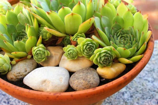 A cacti and stone arrangement in a terra cotta dish. 