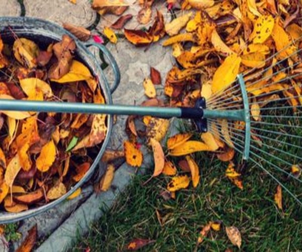 Sustainable Fall Lawn Care