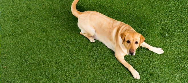 how big should a dog door be for a lab