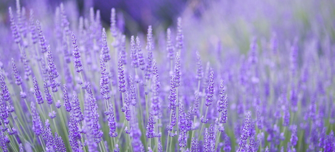 bright lavender blossoms in a blooming field