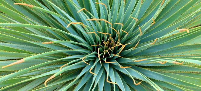 A round desert plant with spiky, sword-shaped green leaves