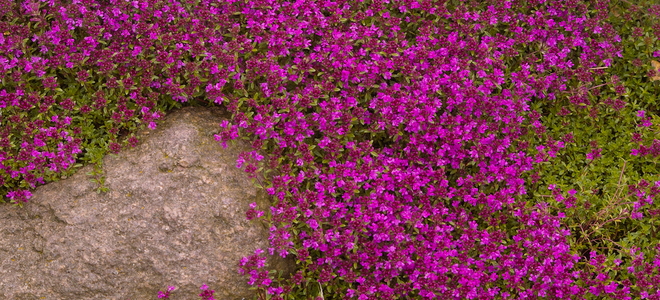 groundcover herb with tiny flowers that spreads through rocks and gardens