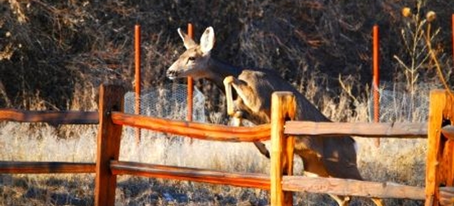 How to Deter Deer from Your Garden | DoItYourself.com