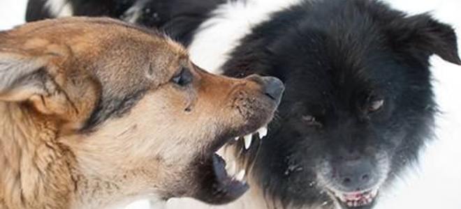 puppy aggression towards other dogs