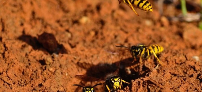 What is an effective yellow jacket killer?