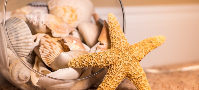 A starfish and seashells used for decoration