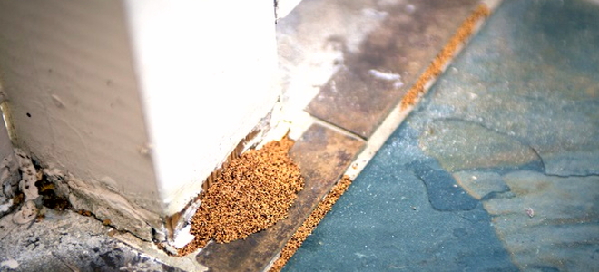 termites eating home foundation