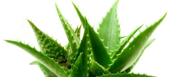 Growing Aloe Vera How to Transplant an Aloe  Vera  Plant DoItYourself com