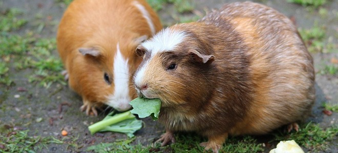 tea tree oil guinea pig