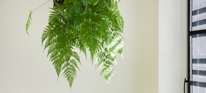 a fern hanging in a suspended planter