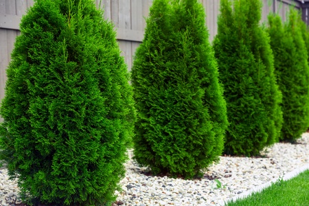 arborvitae diseases common doityourself