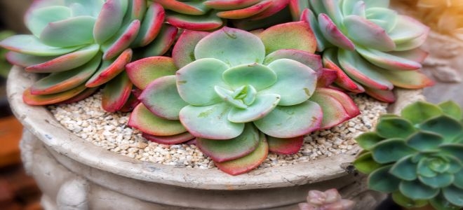 Succulent Garden Ideas succulents and more Creative Succulent Garden Ideas Doityourselfcom Succulent Garden Ideas my succulent zen garden Creative Succulent Garden Ideas Doityourselfcom