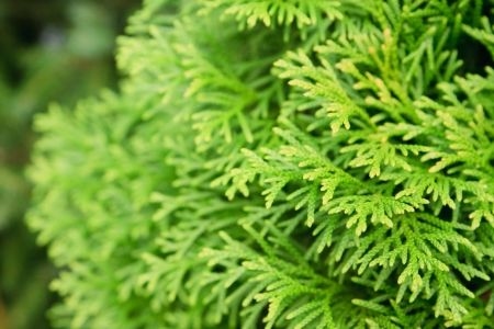 How to Plant Evergreen Shrubs | DoItYourself.com