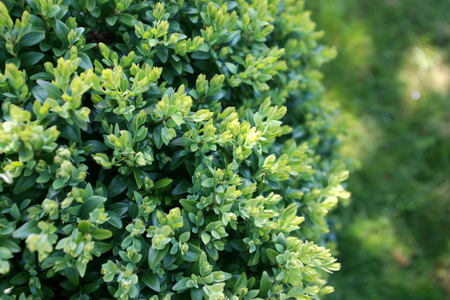 Choosing Companion Plants for Your Boxwood | DoItYourself.com