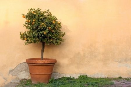 Patio Trees Grown in a Container | DoItYourself.com