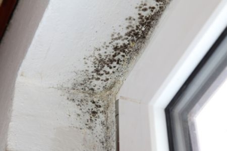 How to Remove Black Mold on Windows | DoItYourself.com