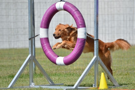 How to Make Dog Playground Equipment | DoItYourself.com