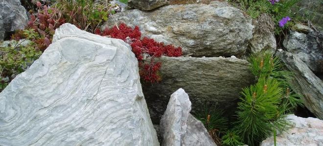 A rock garden with sporadic plants.