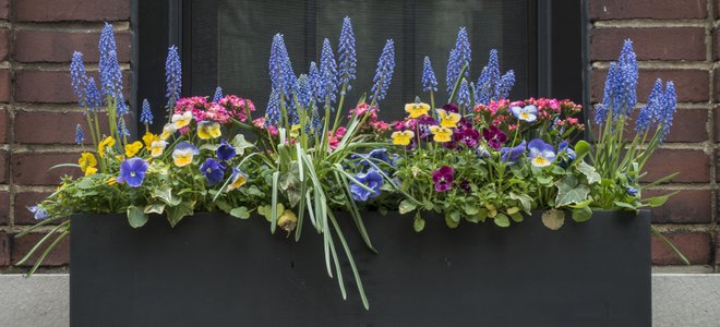 Plants in a window box