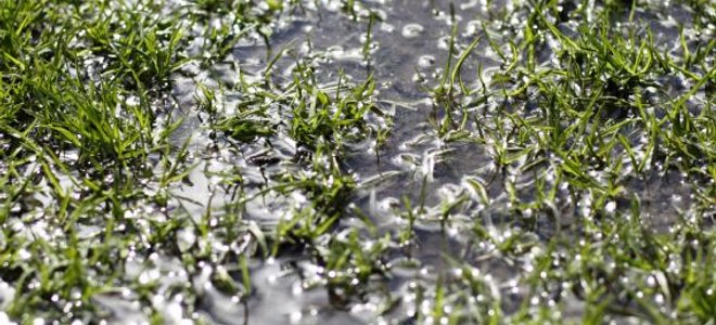 Standing water flooding a lawn.
