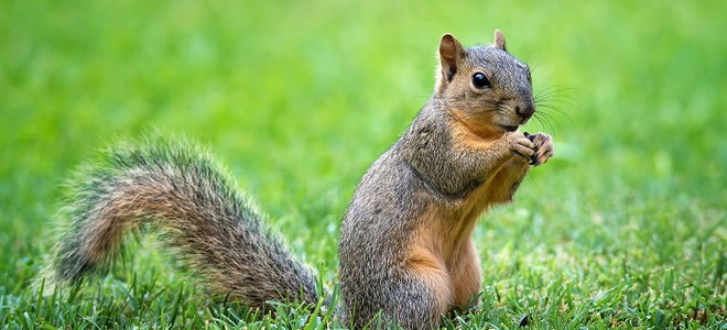How to Stop Squirrels from Gnawing on Your Wood Deck | DoItYourself.com