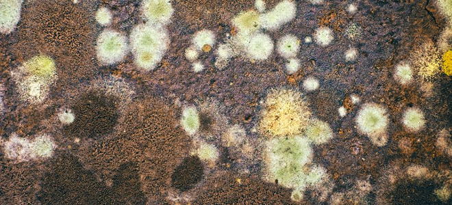 mold and mildew spots