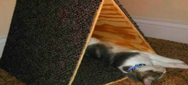 A cat sleeping in a DIY cat tree.