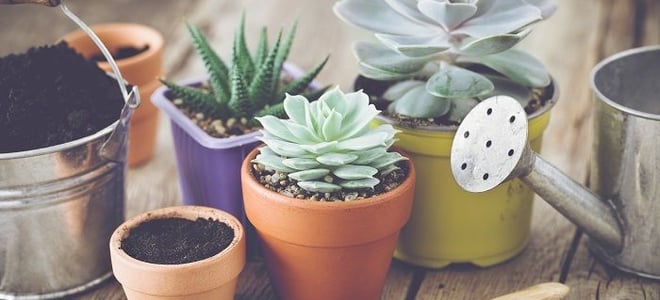 A collection of cacti and succulents on a potting bench. 