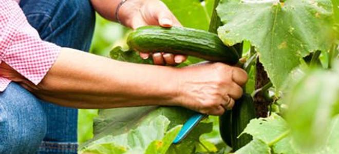 Harvesting And Storing Cucumbers Doityourself Com