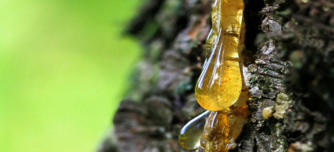 Discover the Versatility of Pine Sap, Pitch, and Tar