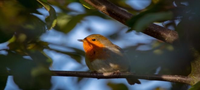 A bird with a red breast sitting in a tree.