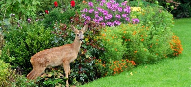 A deer in a landscaped yard