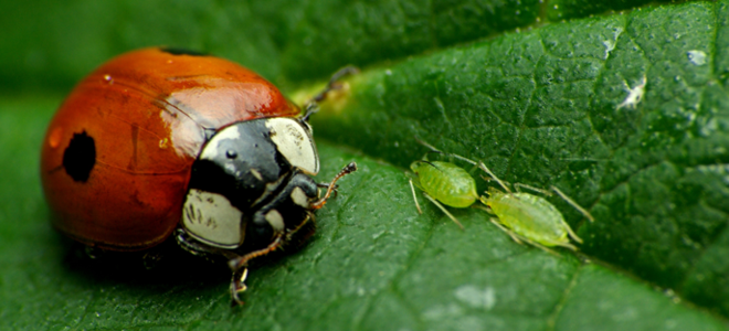 ladybug and aphids on a leaf