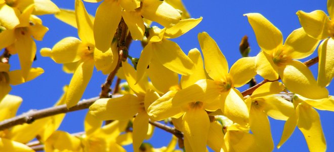 Yellow forsythia